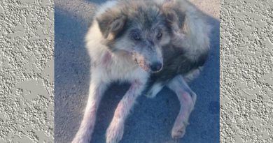 Alfeya - geretteter Hundewelpe in Bulgarien