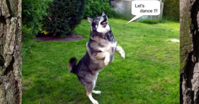 Let's dance - auch Hunde können tanzen. Jasper im Garten.