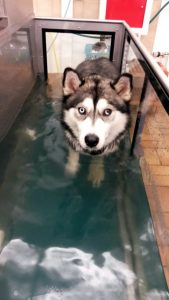 Husky-Hündin Leila auf dem Unterwasserlaufband