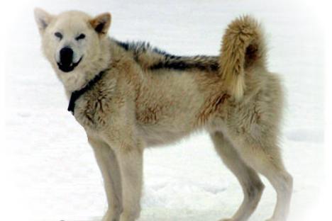 Was sind eigentlich Schlittenhunde? Hier ein Grönlandhund
