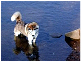 Jaska steht im Wasser und schaut reumütig