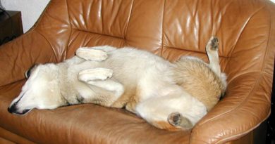 Husky auf der Couch