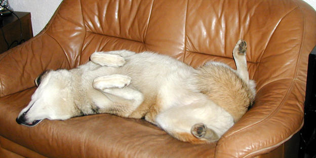 Husky auf der Couch