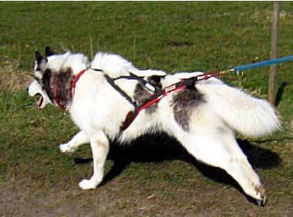 Ein Schlittenhund - Siberian Husky - im Zuggeschirr.