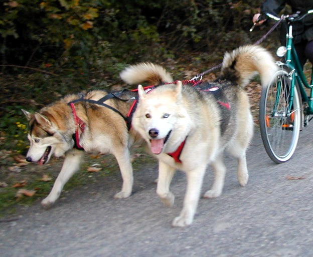 Zwei Huskies am Fahrrad