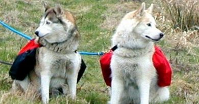 zwei huskies mit packtaschen