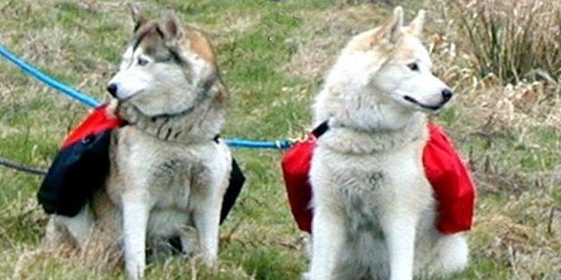 zwei huskies mit packtaschen
