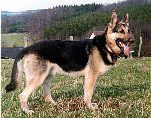 Schäferhund Ajax
