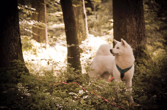 weißer Akita im Wald