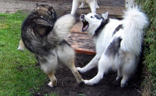 Drei Huskies beim Spielen