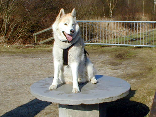 Husky Ronny sitzt auf dem Tisch