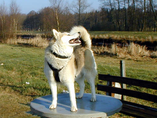 Husky Ronny steht auf dem Tisch