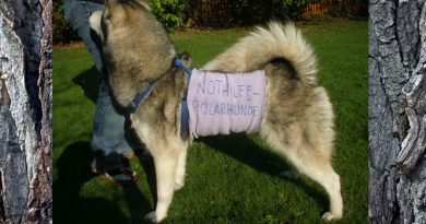 Gringo mit Bauchbinde Nothilfe Polarhunde