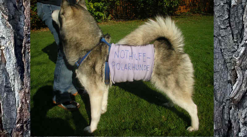 Gringo mit Bauchbinde Nothilfe Polarhunde