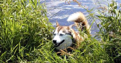 Husky-Hündin Jaska kommt aus dem Wasser