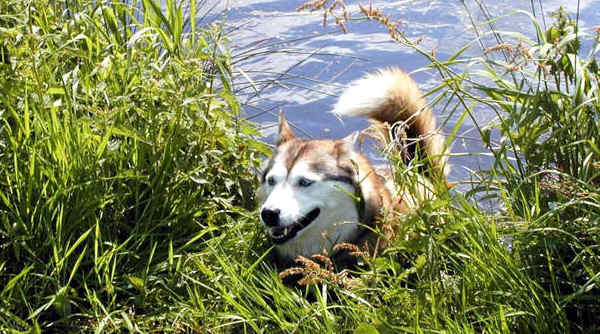 Husky-Hündin Jaska kommt aus dem Wasser