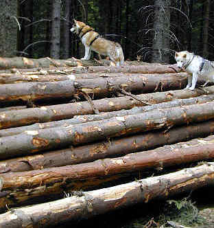 Zwei Huskies auf einem Holzstapel