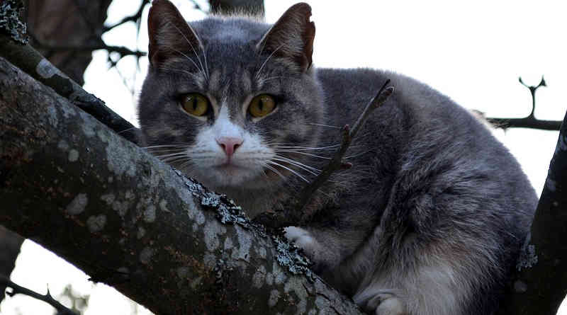 Tipps rund um die Haustierhaltung. Hier:Katze im Baum