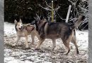 Mittel gegen Schlechtwetter-LauneZwei unangeleinte Hunde treffen sich