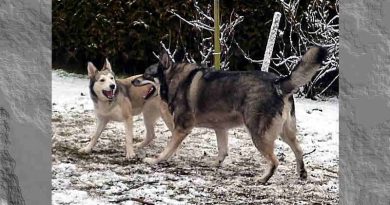Mittel gegen Schlechtwetter-LauneZwei unangeleinte Hunde treffen sich