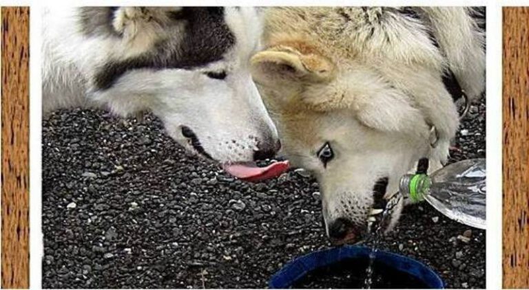 Wie trinken Hunde? Verständlich erklärt.